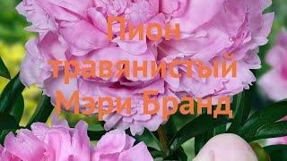 Пион травянистый Мэри Бранд (paeonia meri-brand)  обзор: как сажать, луковицы пиона Мэри Бранд