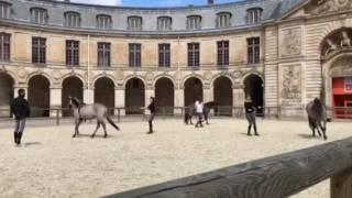 Horses at Versailles