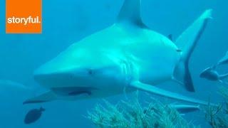 Grey Reef Sharks Swims Peacefully (Storyful, Wild Animals)