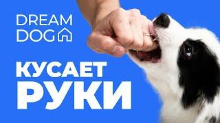 Кусает руки  Как отучить собаку кусать хозяина  Научить щенка не кусаться и не грызть человека 