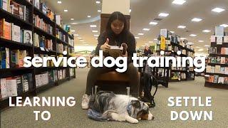 Service Dog Training: Deep Pressure Therapy, Learning to Settle Down in Public | AstroFromTheBlue