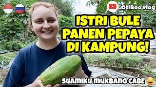 ISTRI BULE PANEN PEPAYA DI KEBUN KAMPUNG‼️ | 10.09.2024