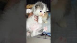 The kitten got stuck at the door  #cat #kitten #catlover #kucing #anakkucing