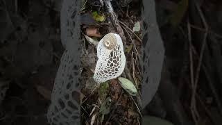 Stinkhorn Mushroom