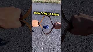 Belt vs Ravvisa Spinner