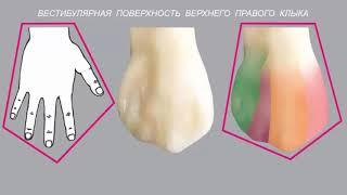 ЛОМИАШВИЛИ ТЕХНОЛОГИЯ МОДЕЛИРОВАНИЯ КЛЫКА