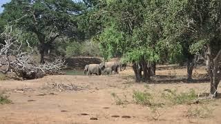 Слоны на водопое (Yala National Park, Шри-Ланка) (2023.07.30)