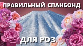 СПАНБОНД ДЛЯ УКРЫТИЯ РОЗ. Какой нужен, и как правильно его использовать.10 ноября 2024 г.