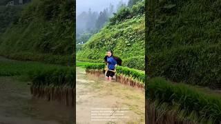 Rice Planting in the Rain: A Woman's Strength and Skill