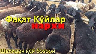 Куй бозори нархлари 9-октябрь