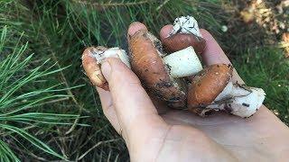 КАК ВЫГЛЯДЯТ ГРИБЫ МАСЛЯТА И ЗОНТИКИ /Suillus luteus, Macrolepiota procera