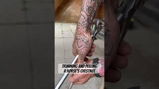 Trimming and peeling a horses Chestnut #farrier #horse #oddlysatisfying #asmr #animal