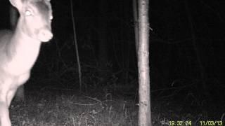 TRAIL CAM FOOTAGE