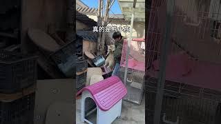不要养浣熊 不然你就会无痛收获一个“熊孩子”#奇异动物召集令 #浣熊 #夜来香阿刁