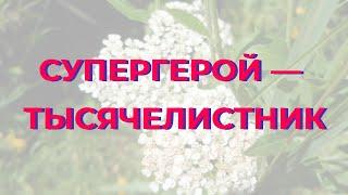 Тысячелистник на все случаи жизни! Спасает. Лекция Ирины Стефановской. Фитотерапия. Выпуск 79.