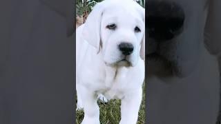 These chunky puppies have more rolls than a bakery. #LabradorLife #ChunkyPuppyClub #PuppyRollGoals