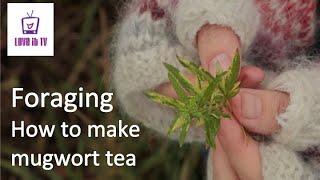 How to make mugwort tea / Foraging for mugwort and cleavers / What is mugwort? / What is cleaver?