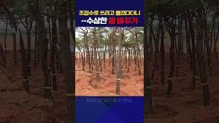 조경수로 쓰려고 옮겼다더니…수상한 말 바꾸기