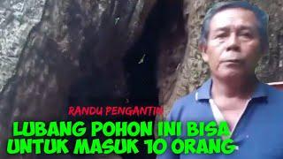 RANDU BOLONG ️ HUNDRED YEARS OLD SACRED TREE #sarkubindonesia