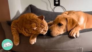 Two Dogs Fall Head Over Paws For This Cat | Cuddle Buddies