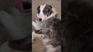 Zoey gives a shout-out and gets a belly rub #bordercollie #dogbreed
