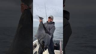 Norway 2024 #norwegenangeln #halibutfishing #wolffish #seafishing #biggamefishing #fishingtrip