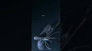 Sperm Whale Vs. Giant Squid: From Predator to Prey  #biblelab #sperm #squid