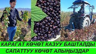 КАРАГАТ көчөт казуу кызуу башталды / Сапаттуу көчөт сатып алыңыздар  0502 55 33 99, 0555 55 33 98