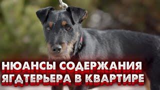 НЮАНСЫ содержания  ЯГДТЕРЬЕРА в квартире