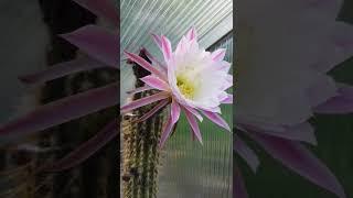 Trichocereus tunariensis Hybrid