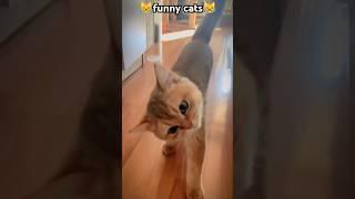 what are you doing#funny #pets #catcomedy #catvideos #cat#catshorts #funnyanimal #catlover#funnycat