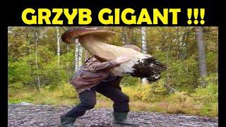 GRZYBOBRANIE 2022 / GRZYBY GRZYBY GRZYBY / epoka ciekawostek