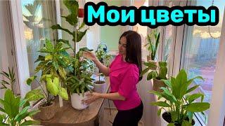 Мои цветы  ФИКУС ЛИРАТА / Комнатные цветы!