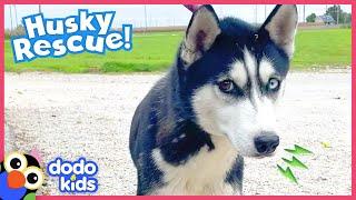 Scared Dog Stuck On A Pond Turns Into A Happy Tail-Wagger | Dodo Kids | Rescued!