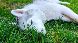 Nothing Like a Dog Napping in the Grass!  Happiest Pupper on the Planet!