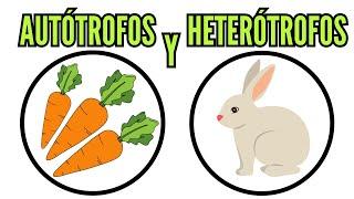  AUTÓTROFOS y HETERÓTROFOS, su alimentación, clasificación,  definición, nutrición, biología