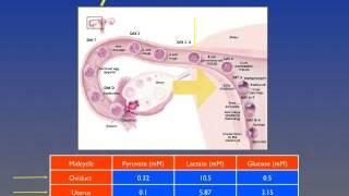 Overview of Reproductive Physiology and Advanced Fertility Treatment