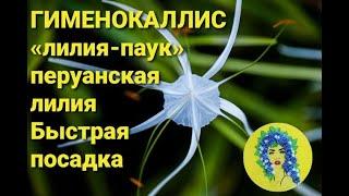 Гименокаллис "лилия паук" как посадить, как выращивать. Перуанская лилия тонкости ухода за растением