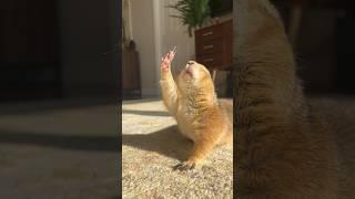 Poppy the Prairie Dog doing her golden hour stretches #prairiedog #stretch #yoga