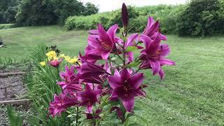 Harvesting History's 2022 Asiatic and Oriental Lily Collections - Our Oriental Trumpet Lilies