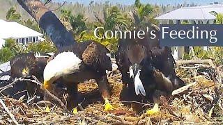 #505Captiva Eagle Nest／CliveConnie／Dasher & Dancer ／Window To Wildlife／Captiva Eagle Cam