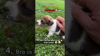 Ranking Cutest Puppy With Attitude Ever! 