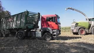 Häckseln Milchviehanlage Altranft Gras und Mais Ernte 2024 Claas Jaguar 980 MAN Deutz Volvo