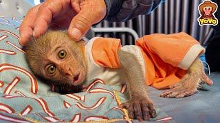 Monkey YiYi doesn't sleep because she misses Ủn Ỉn