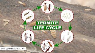 THE LIFE CYCLE OF THE TERMITE