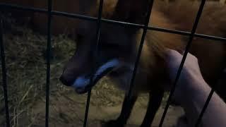Алиса - лиса. Алиса хулиганит и дразнит Игниса #животные #лисяо #fox #лиса #собака #милота #ночь
