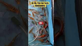Koi Fishes are available from 25₹ onwards hurry! | #fishfarm #aquariumhobby #aquariumfish #pondfish