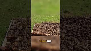 How to Replace a Struggling Queen Bee in Your Hive