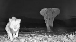 Elephant Chases Lion Into Camera