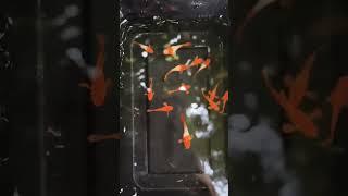 ALBINO KOI RED EAR GUPPY️‍🩹️‍🩹 #guppy #guppies #exoticguppies #guppybreeding #guppygrooming